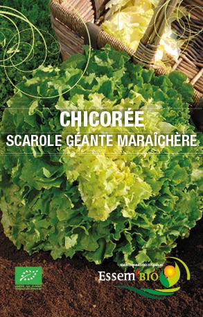 SCAROLE GÉANTE MARAÎCHÈRE - BIO
