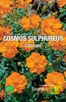COSMOS SULPHUREUS ( Orange ) - BIO