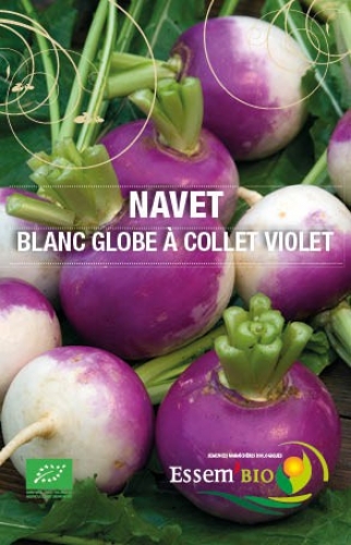 Semence Navets BLANC GLOBE A COLLET VIOLET - BIO