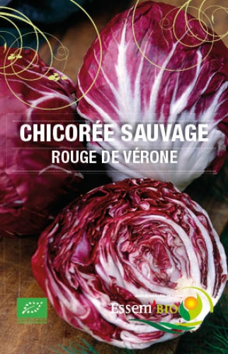 Semence Chicorées ROUGE DE VERONE - BIO