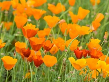Semence Semences florales PAVOT DE CALIFORNIE (Eschscholzia california) - BIO
