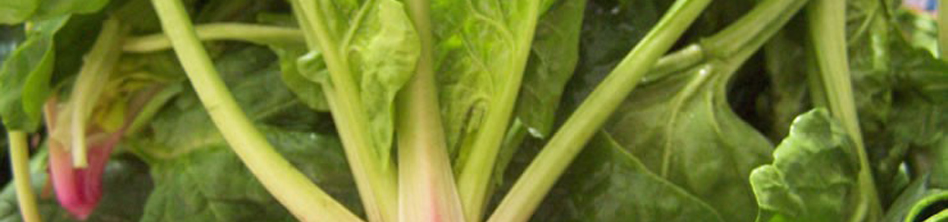 Légumes feuilles