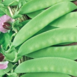 CAROUBY DE MAUSSANE - BIO