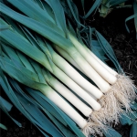 BLEU DE SOLAISE - BIO