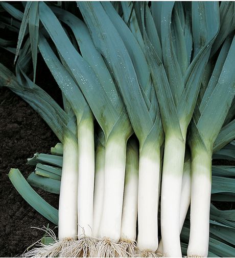 POIREAU D'HIVER BLAUWGROENE HERFST - BIO RP