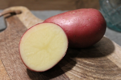 Semence Pommes de terre RUBIS  (livraison à partir du 15 Février)  - BIO