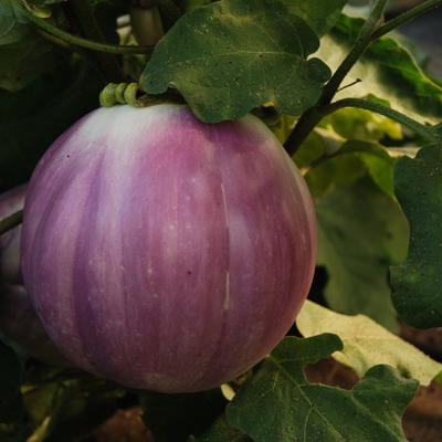 ROTONDA BIANCA DI ROSA - BIO