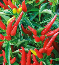 DE CAYENNE - BIO