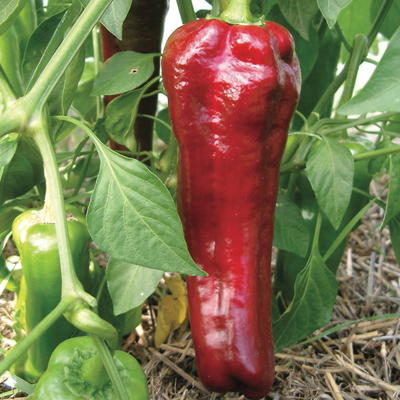 ITALIAN RED MARCONI