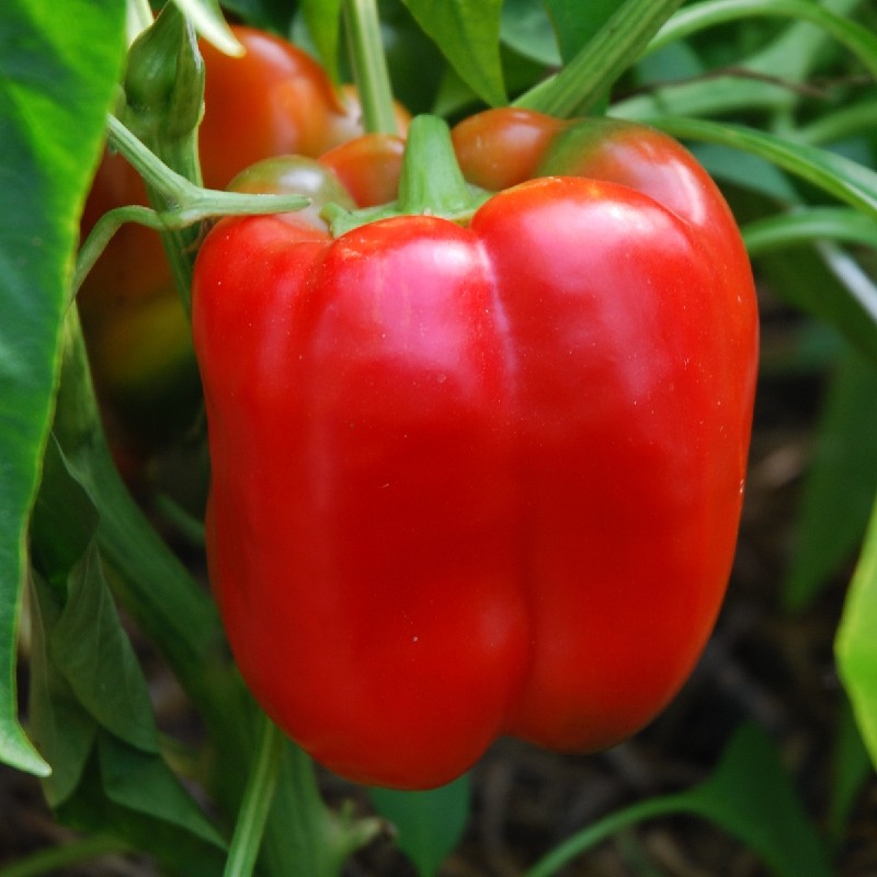 JUMBO STILL - BIO