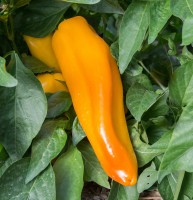 ITALIAN YELLOW MARCONI - BIO