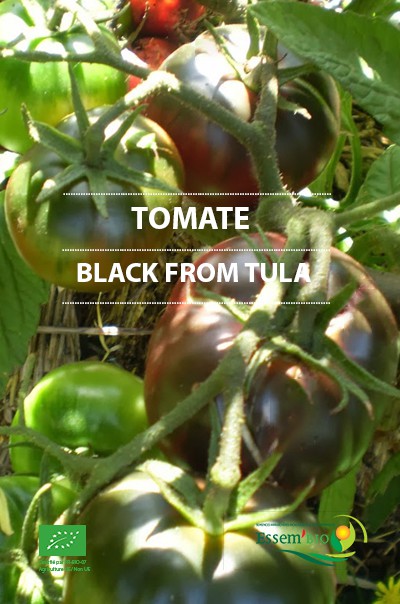 BLACK FROM TULA - BIO