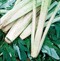 PLEIN BLANC INERME BLANCO - BIO