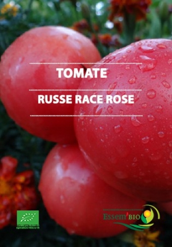 Semence Ronde RUSSE race Rose - BIO