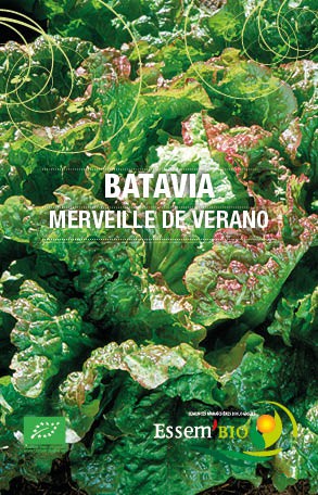 MERVEILLE DE VERANO - BIO