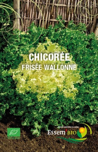 Semence Chicorées FRISÉE DE WALLONNE - BIO