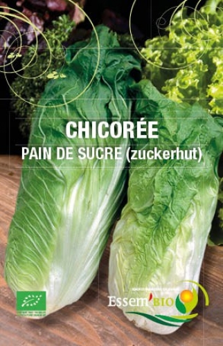 Semence Chicorées PAIN DE SUCRE (ZUCKERHUT) - BIO