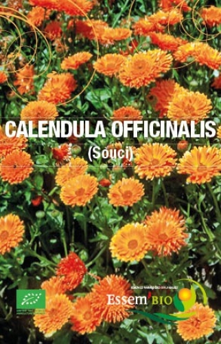 Semence Gamme jardiniers Calendula Officinalis (Souci) - BIO