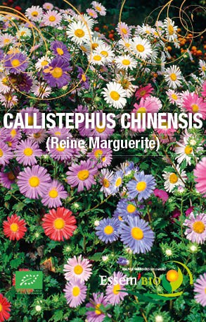 CALLISTEPHUS CHINESIS ( Reine Marguerite ) - BIO