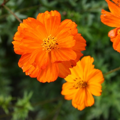 Semence Semences florales COSMOS SULPHUREUS ( Orange ) - BIO