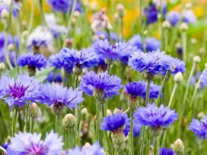 Semence Semences florales CENTAUREE CYANUS ( Bleuet ) - BIO