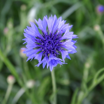 Semence Semences florales CENTAUREE CYANUS ( Bleuet ) - BIO