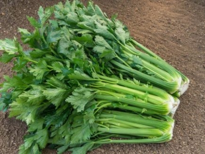 Graines De Céleri Vert Tall Utah Bio – Semences Biologiques Pour Potager, Côtes Charnues Et Lisses, Récolte D'été à Automne