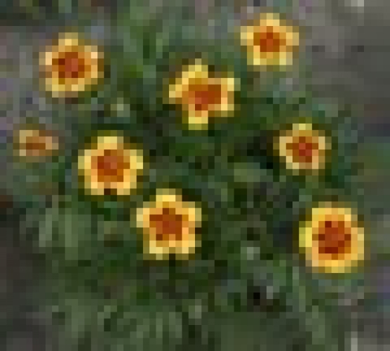 Semence Semences florales OEILLET D'INDE NAIN 