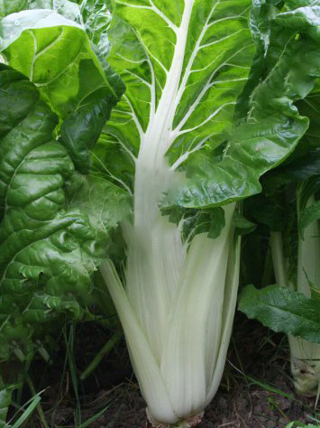 VERTE CARDE BLANCHE 3 - BIO