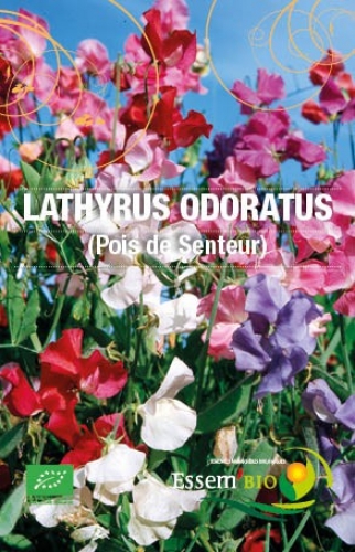 Semence Semences florales LATHYRUS ODORATUS ( Pois de Senteur ) - BIO