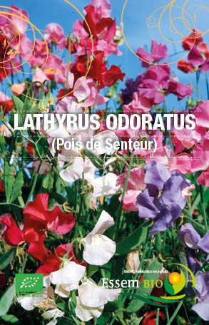 LATHYRUS ODORATUS ( Pois de Senteur ) - BIO