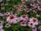 RUDBECKIA PURPUREA, POURPRE