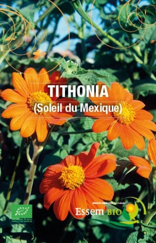 Semence Semences florales TITHONIA ( Soleil du Mexique ) - BIO