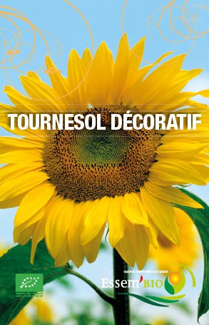 TOURNESOL DECORATIF - BIO
