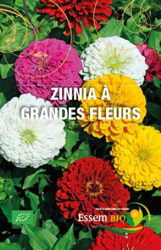 Semence Semences florales ZINNIA A GRANDES FLEURS - BIO
