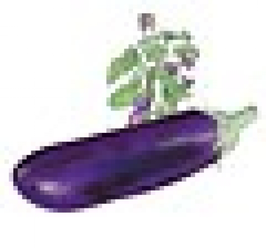 Semence Aubergines VIOLETTE DE BARBENTAIRE - BIO