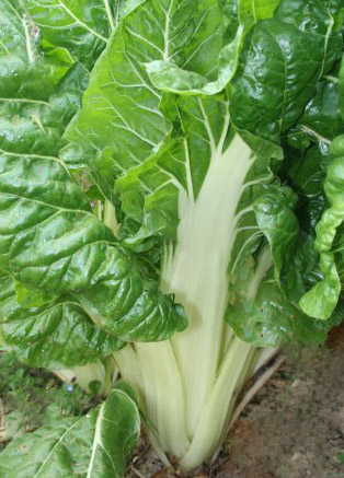VERTE A CARDE BLANCHE 2 - BIO