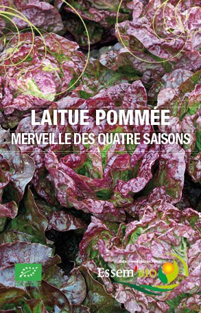 MERVEILLE DES QUATRES SAISONS - BIO