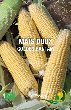 GOLDEN BANTAM - BIO