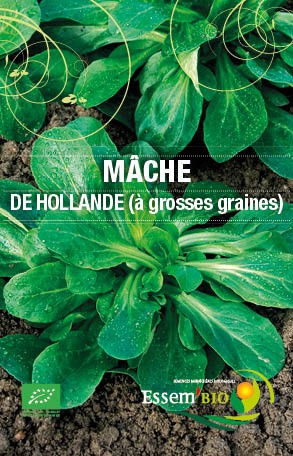 DE HOLLANDE (à grosses graines) - BIO
