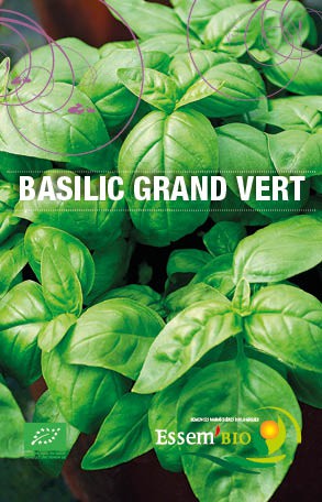 BASILIC A GRANDE FEUILLE - BIO