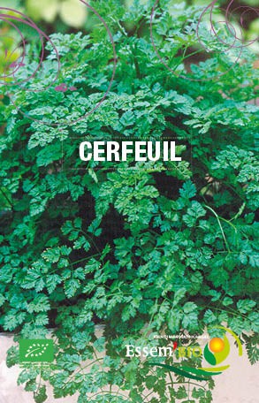 CERFEUIL COMMUN - BIO
