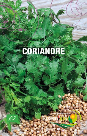 CORIANDRE - BIO