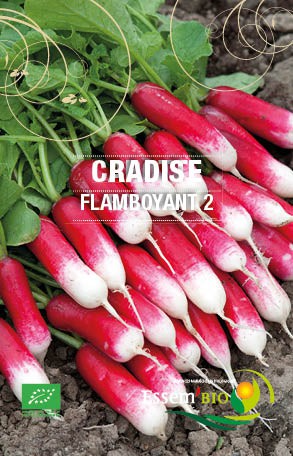 FLAMBOYANT 2 - BIO