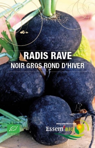 Semence Radis NOIR GROS ROND D'HIVER - BIO