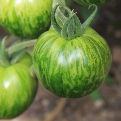 Semence Tomates GREEN ZEBRA - BIO