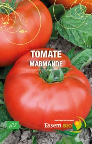 Tomate Marmande graine semence bio, vente au meilleur prix