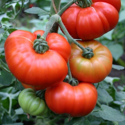 Semence Tomates MARMANDE - BIO
