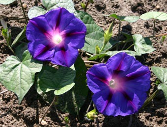 IPOMEA PURPUREA - BIO