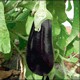 BLACK GEM F1 - BIO